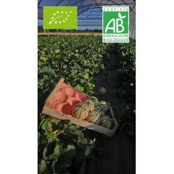 Melon (calibre moyen)
