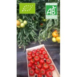 Tomate 10 kg (colis)