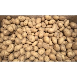 Pomme de terre primeur...