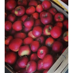 Pomme Pilote Dalirène