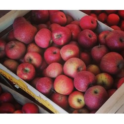Pomme Boskoop