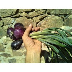 Oignon cébette rouge botte