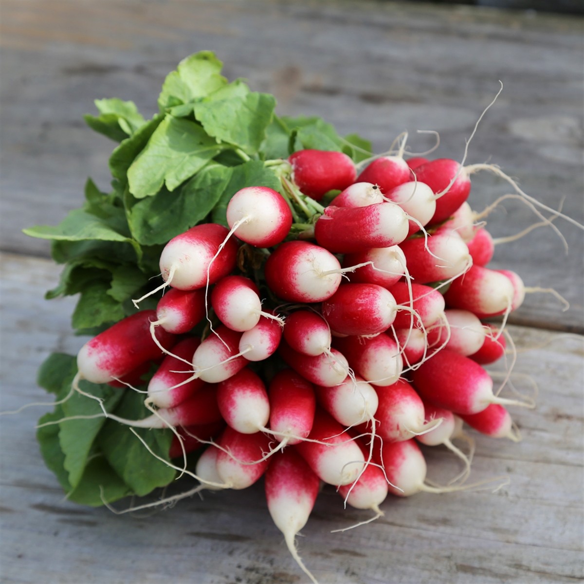 C'est le printemps !